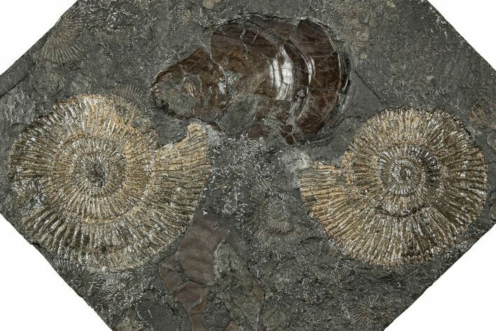 Fossil Ammonite (Dactylioceras) Cluster - Posidonia Shale, Germany #358356